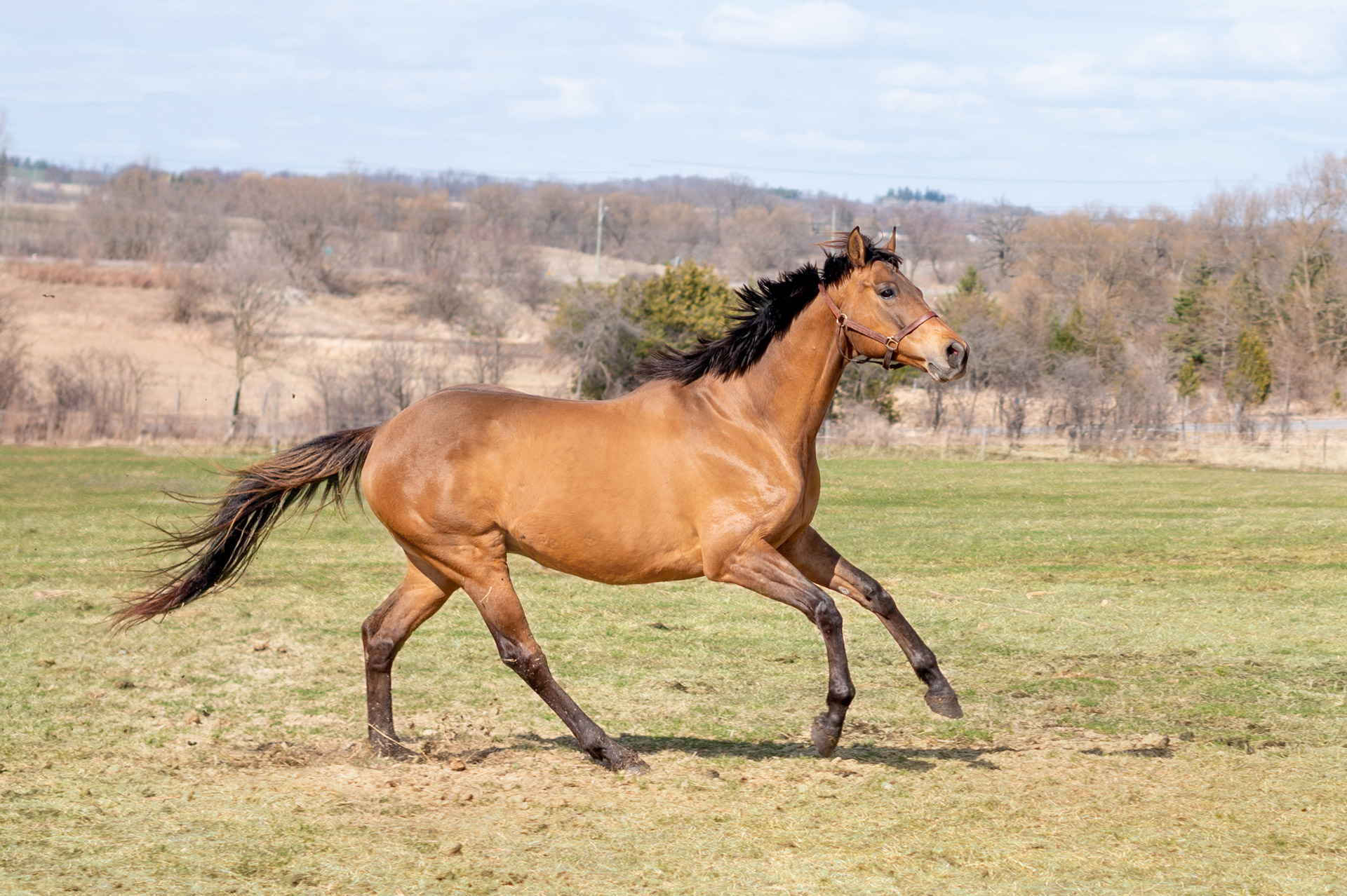 wildlife photography