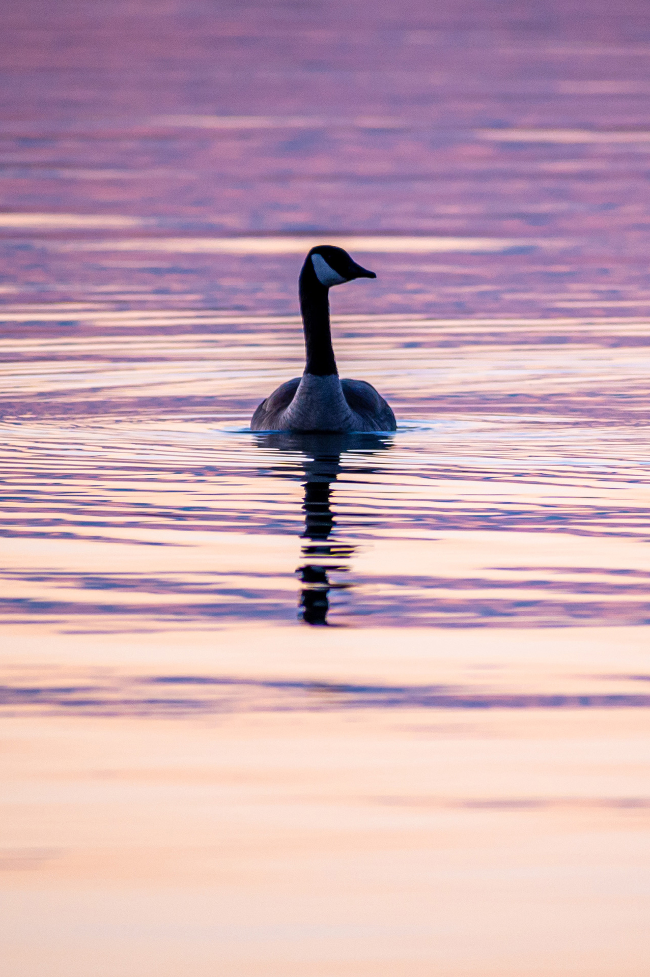 wildlife photography